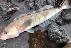 ホッケの釣果