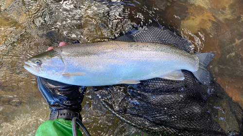 ニジマスの釣果