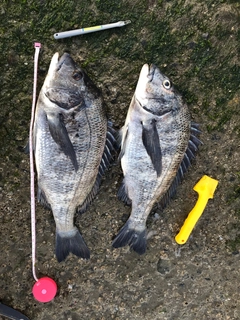 チヌの釣果
