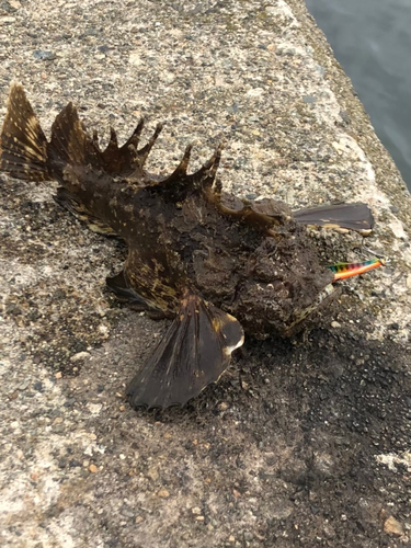 オニオコゼの釣果