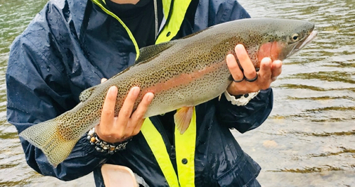 ニジマスの釣果