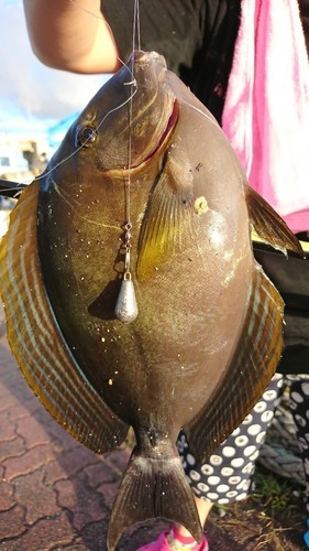 ニセカンランハギの釣果