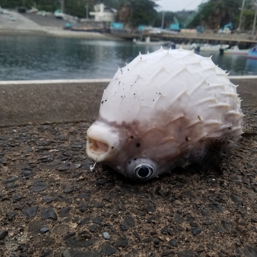 イシガキフグの釣果