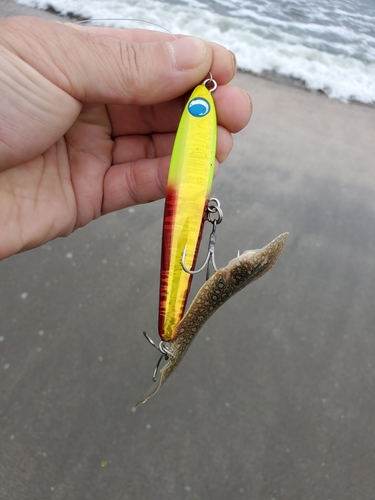 シタビラメの釣果