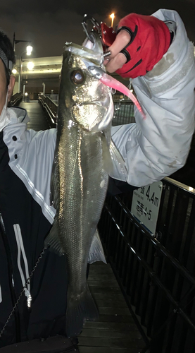 フッコ（タイリクスズキ）の釣果