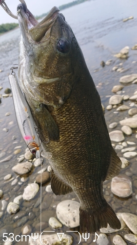 スモールマウスバスの釣果