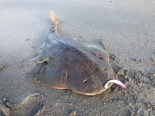 カスザメの釣果