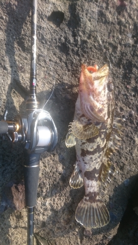 タケノコメバルの釣果