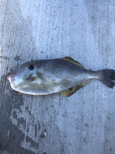 ウスバハギの釣果