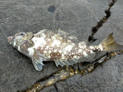 アイゴの釣果