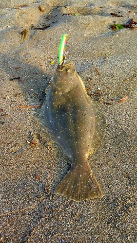 ヒラメの釣果