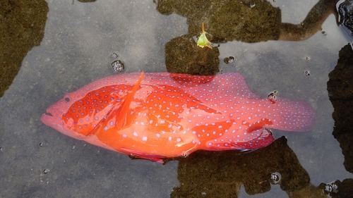 ユカタハタの釣果