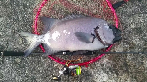 イシダイの釣果