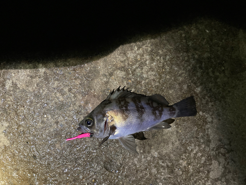 メバルの釣果