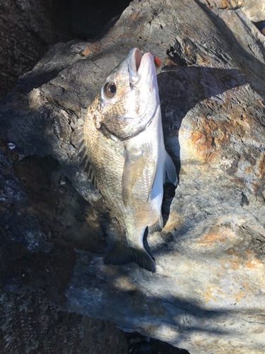 ミナミクロダイの釣果