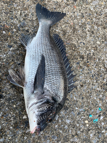 クロダイの釣果