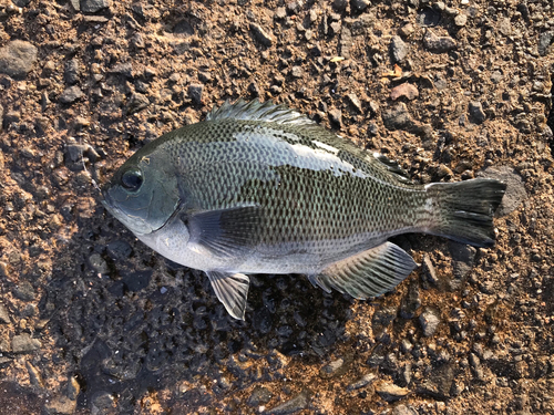 グレの釣果