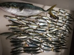 マアジの釣果