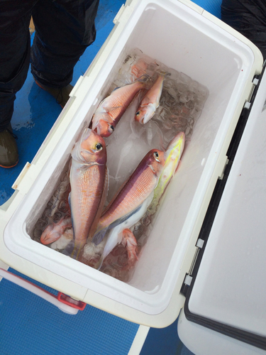 アマダイの釣果