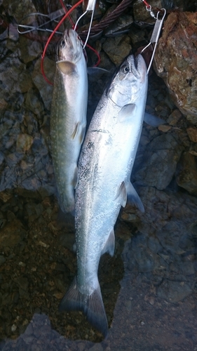 サクラマスの釣果