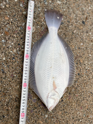 カレイの釣果