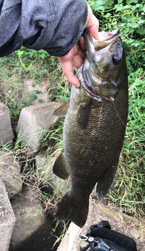 スモールマウスバスの釣果