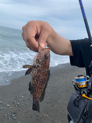 オオモンハタの釣果