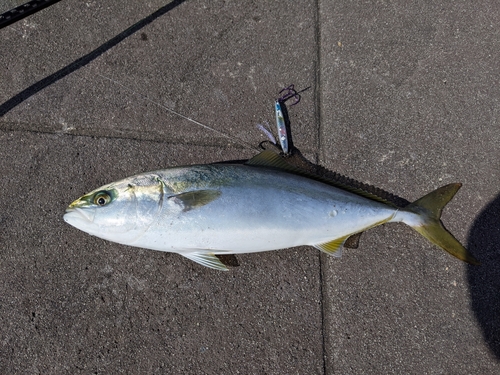 ハマチの釣果