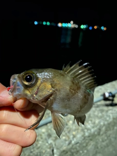 メバルの釣果