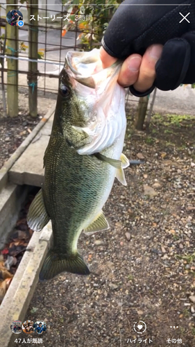 ブラックバスの釣果