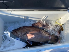 マハタの釣果