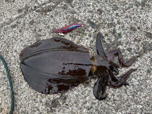 アオリイカの釣果