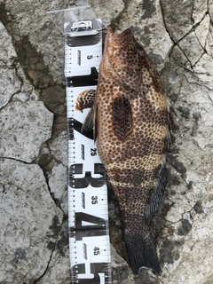 オオモンハタの釣果