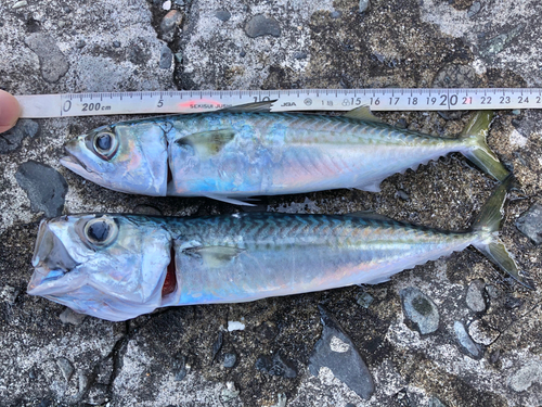 サバの釣果