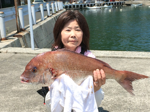 マダイの釣果