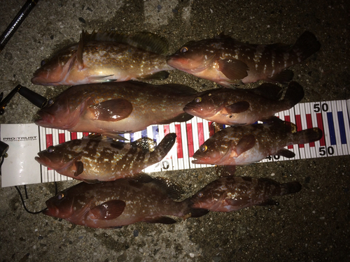 アコウの釣果