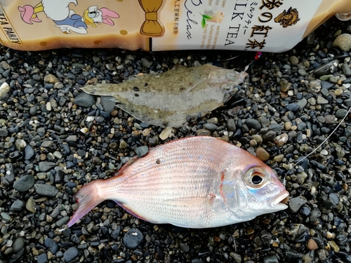 ヒラメの釣果