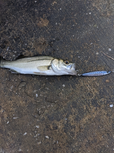 セイゴ（ヒラスズキ）の釣果