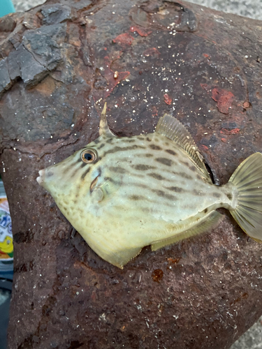 ウマヅラハギの釣果