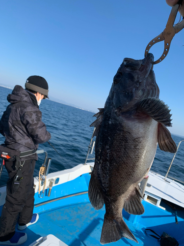 クロソイの釣果