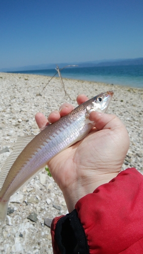 キスの釣果