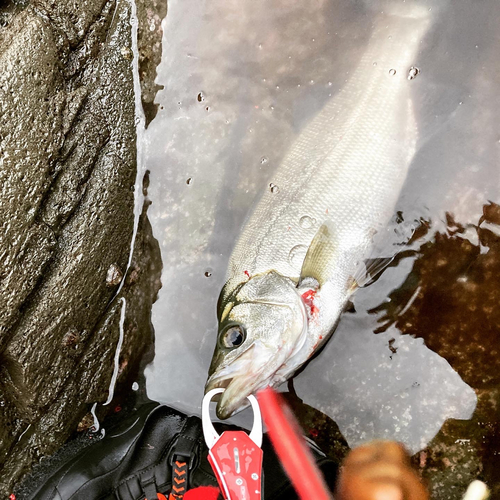 ヒラスズキの釣果