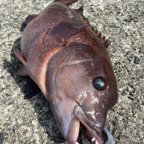 コブダイの釣果