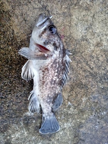 クロソイの釣果