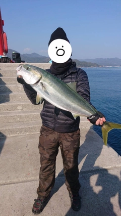 ブリの釣果