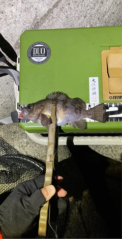 シロメバルの釣果