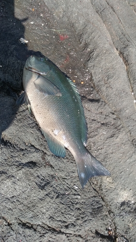 クチブトグレの釣果