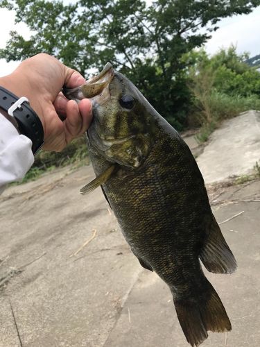 スモールマウスバスの釣果