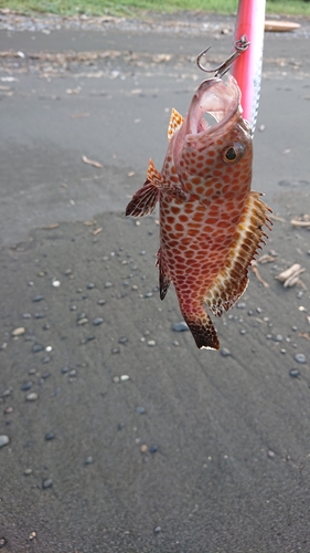 オオモンハタの釣果