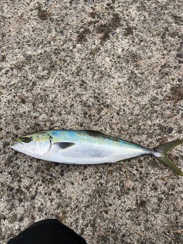 メジロの釣果